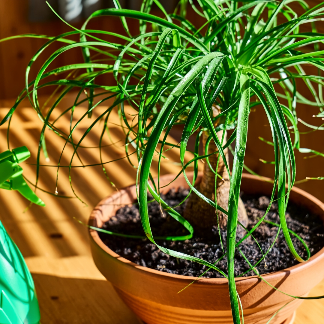 Wichita Ks Spider Plant Improving Indoor Air Quality